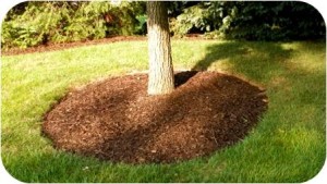 Mulching1